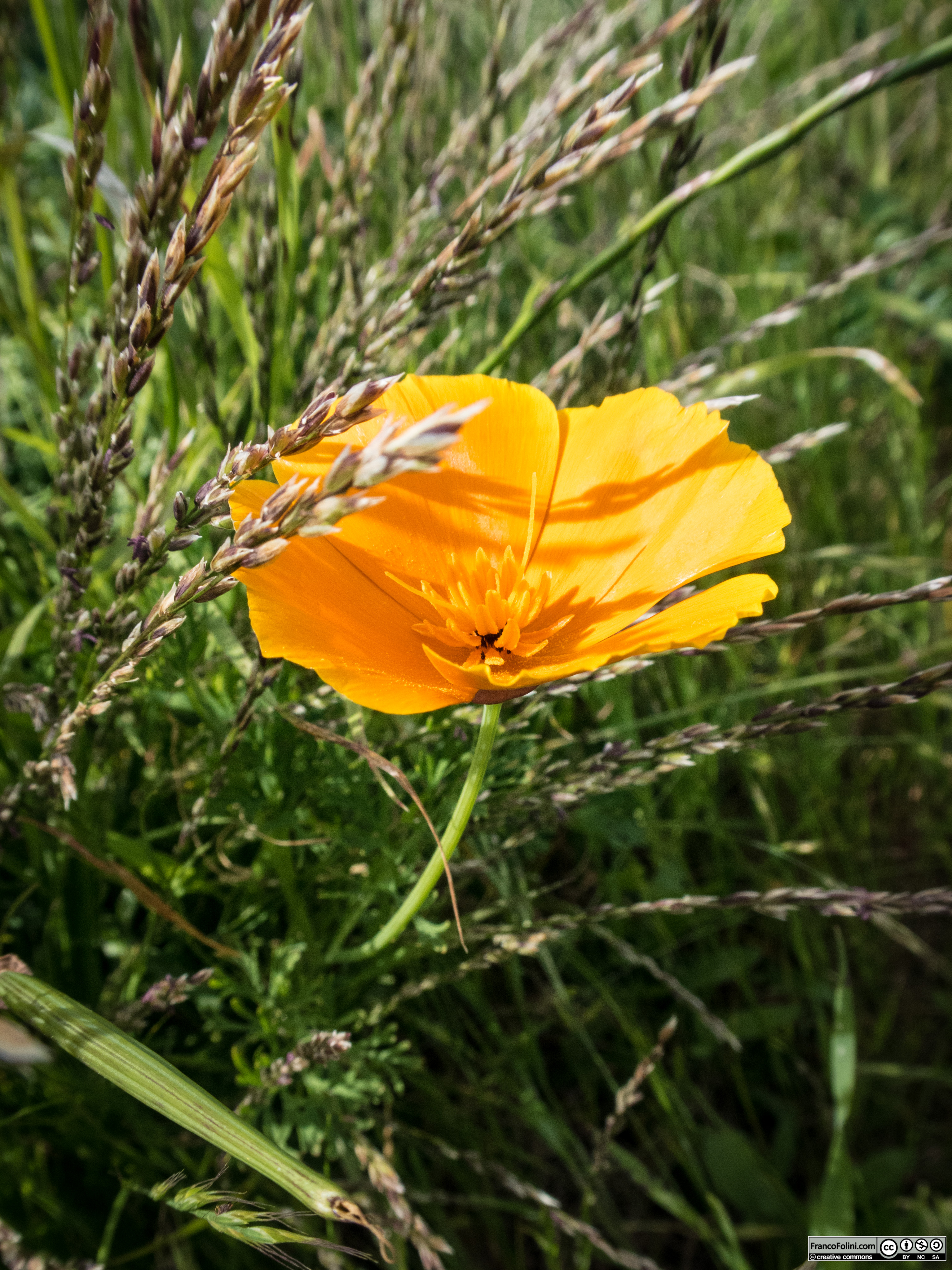 California Poppy (Eschscholzia californica) Marin Hedlands, CA